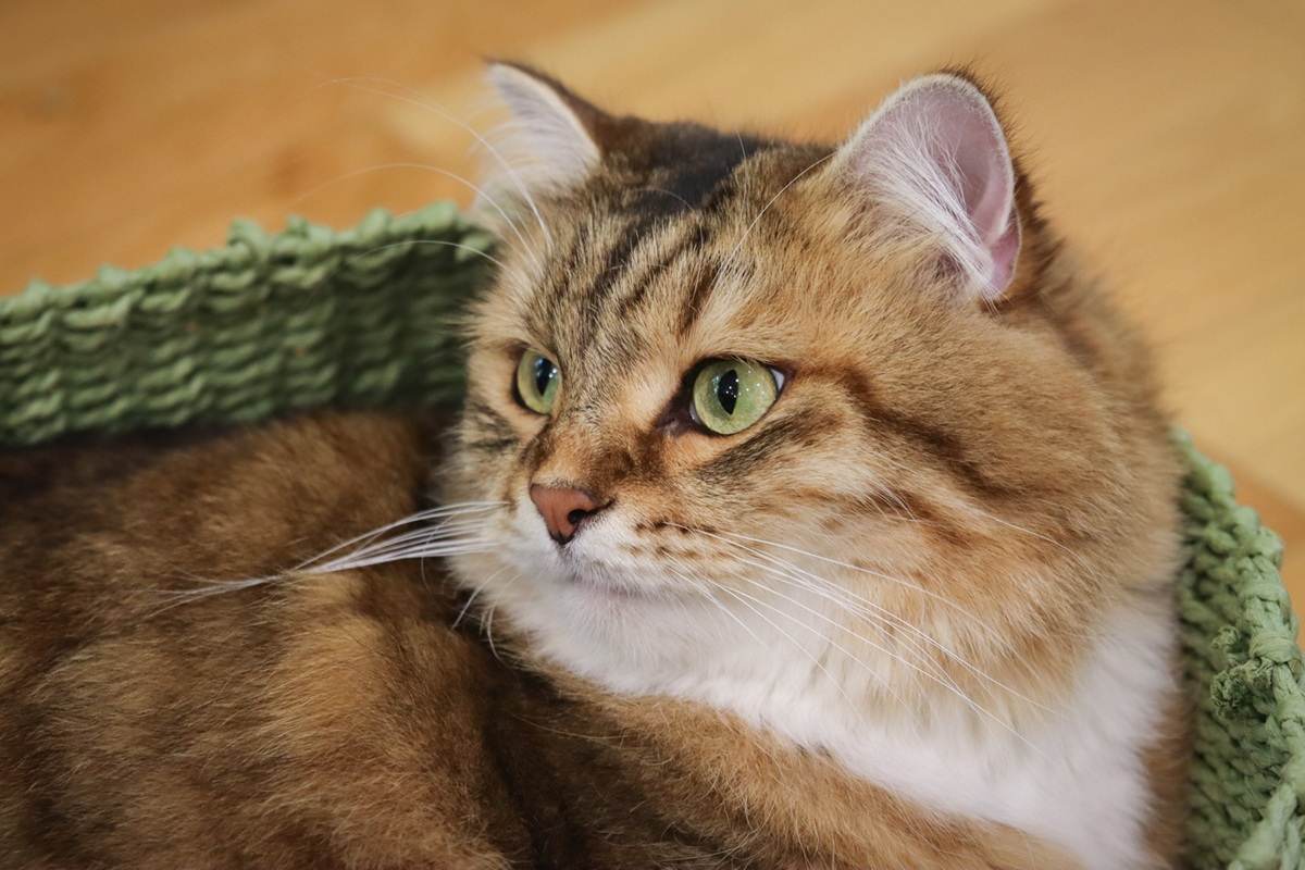Brown White Siberian Cat Laying In Green Basket