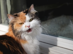 Long Hair Calico Doll Faced Persian Outside