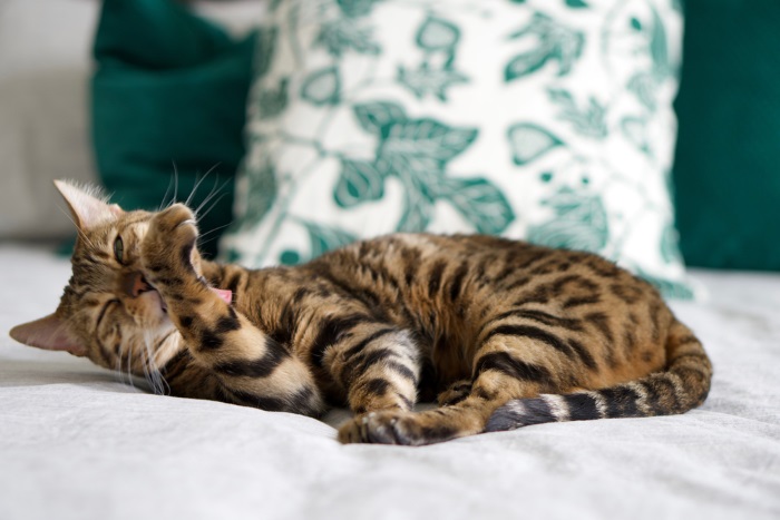 Bengal cat meticulously grooming its fur, showcasing its inherent elegance and self-care routine.