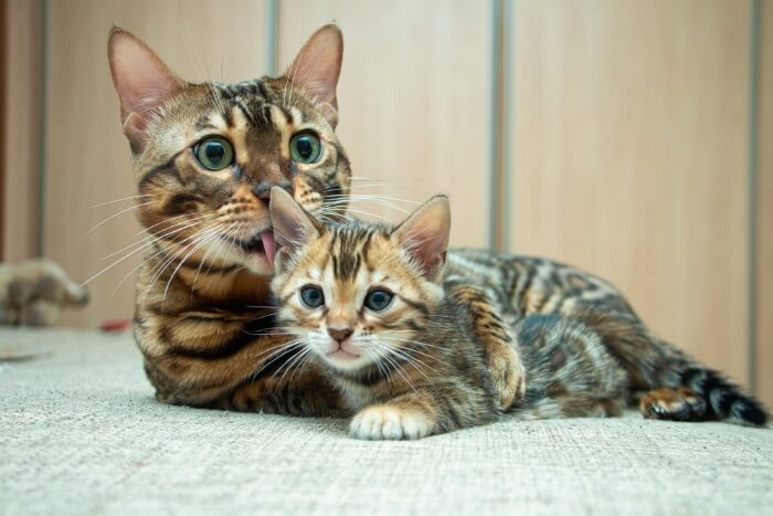 bengal cats breeding (1)