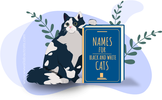 A visual compilation of creative names for black and white cats, presented in a stylish and readable format.
