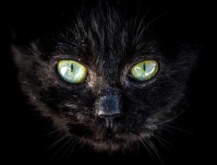cat-black