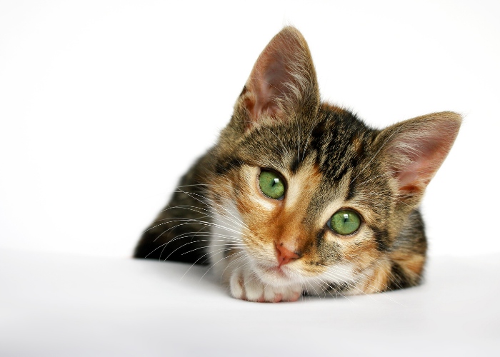 Image showcasing a cute Calico Tabby (Caliby) cat.