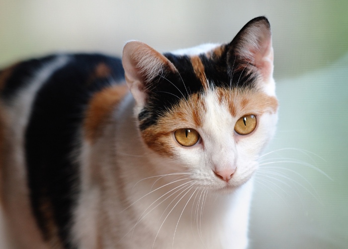 Image capturing a cat's emotional expression as it looks directly at the camera. 