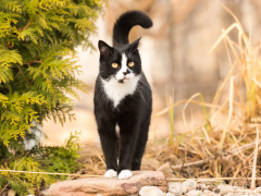 Image of Do Cats Have Emotions Feat 240x180