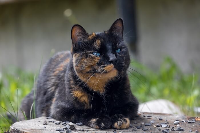 blue tortoiseshell cat