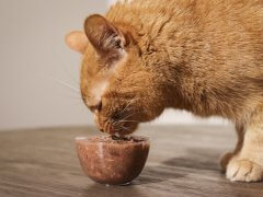 cat eating wet food