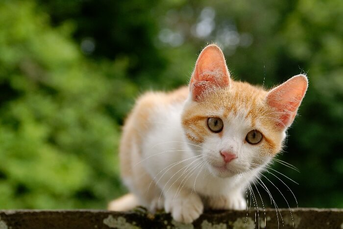 Best food for shop feral cats in winter