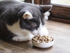 Best Freeze Dried Cat Foods