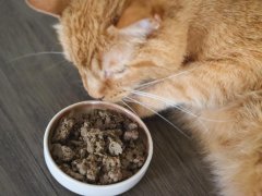 Open Farm Freeze Dried Raw Harvest Chicken Cat Food-6-compressed