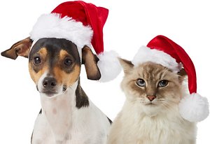 Save up to 60% on all pet apparel