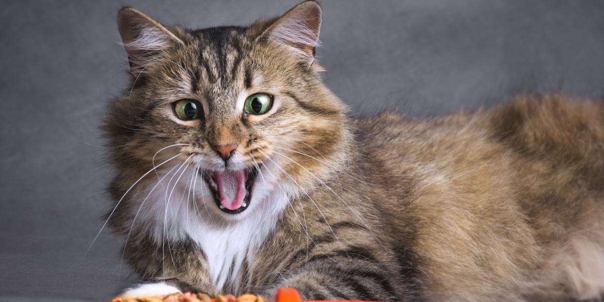 Siberian cats in a compressed image, highlighting their unique and captivating presence