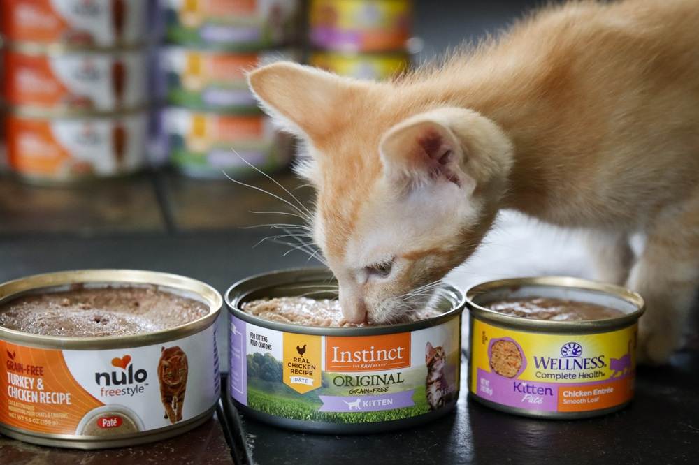 7 Best Wet Kitten Foods 2025 Approach Taste Test