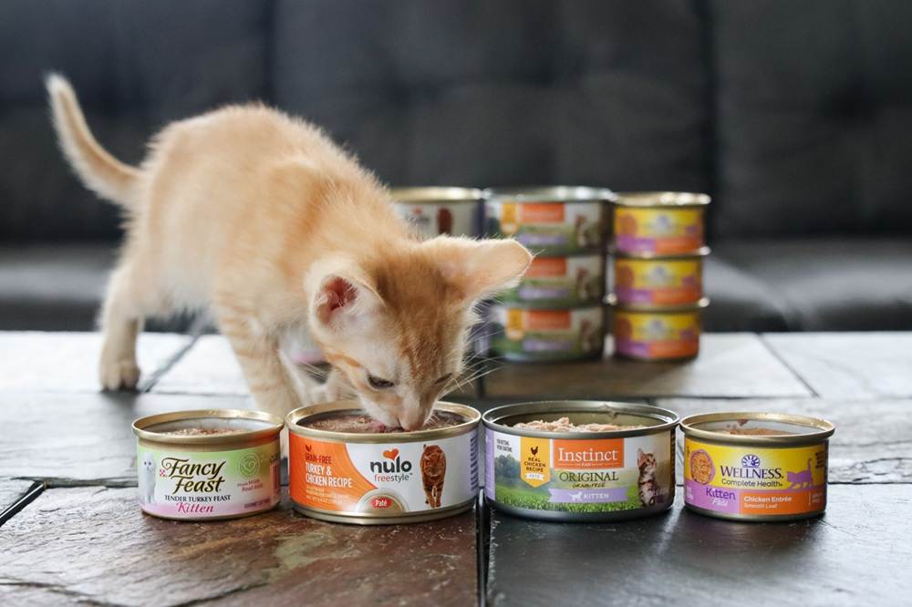 7 Best Wet Kitten Foods 2025 Approach Taste Test