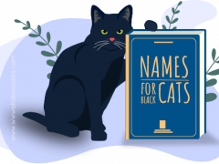 Image presenting a selection of names for black cats, offering a variety of creative options to celebrate the allure and individuality of these enchanting feline companions.