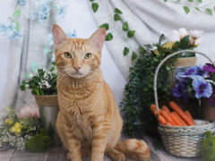 Orange Short Hair Tabby Cat Spring Easter