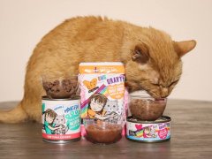 Orange Short Hair Tabby Eating BFF Wet Canned Cat Food