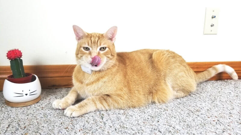 Yellow and store white tabby cat