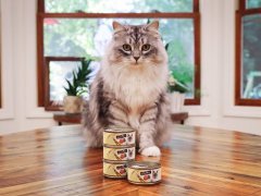 White Grey Striped Siberian Fussie Cat Chicken Entree In Gravy Pate Wet Canned Cat Food-1-compressed
