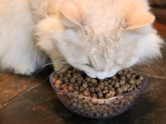 White Tan Long Hair Eating