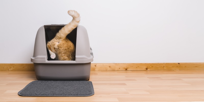 A depiction of a cat stepping into a litter box, highlighting its typical behavior for personal hygiene.