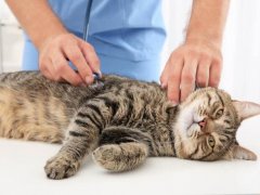 Hyperthyroidism-in-Cats