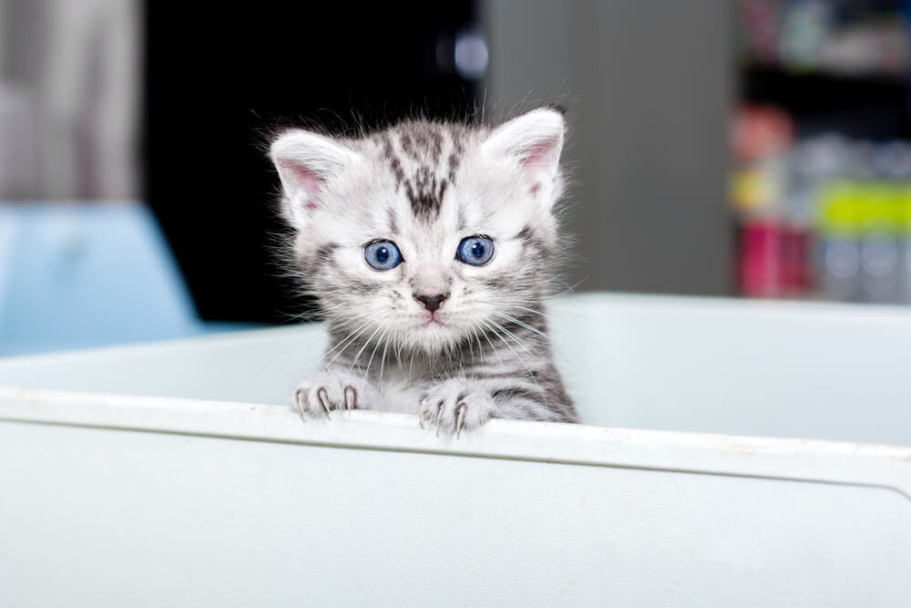 a kitten on a sink
