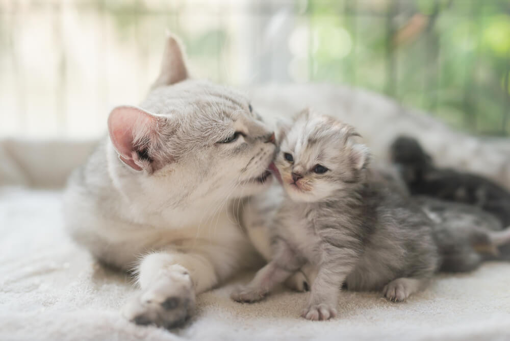 mother cat and kitten