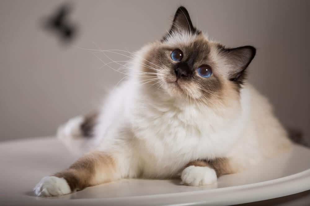 Image related to Birman cat names, offering naming suggestions for this lovely feline breed