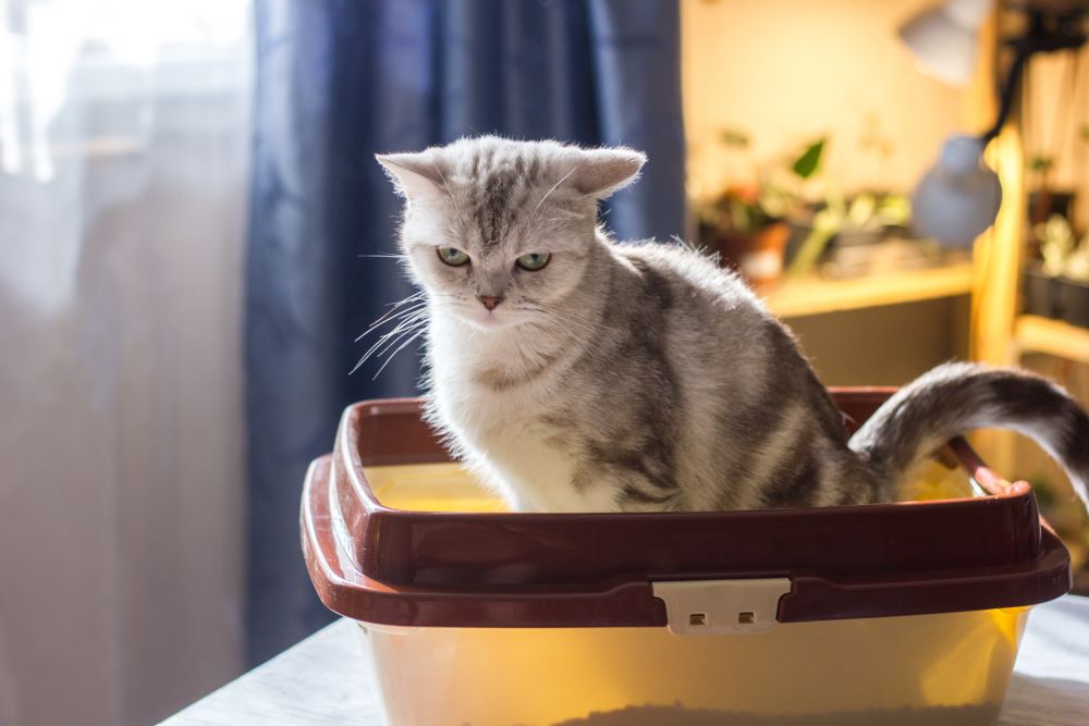 cat in litter box