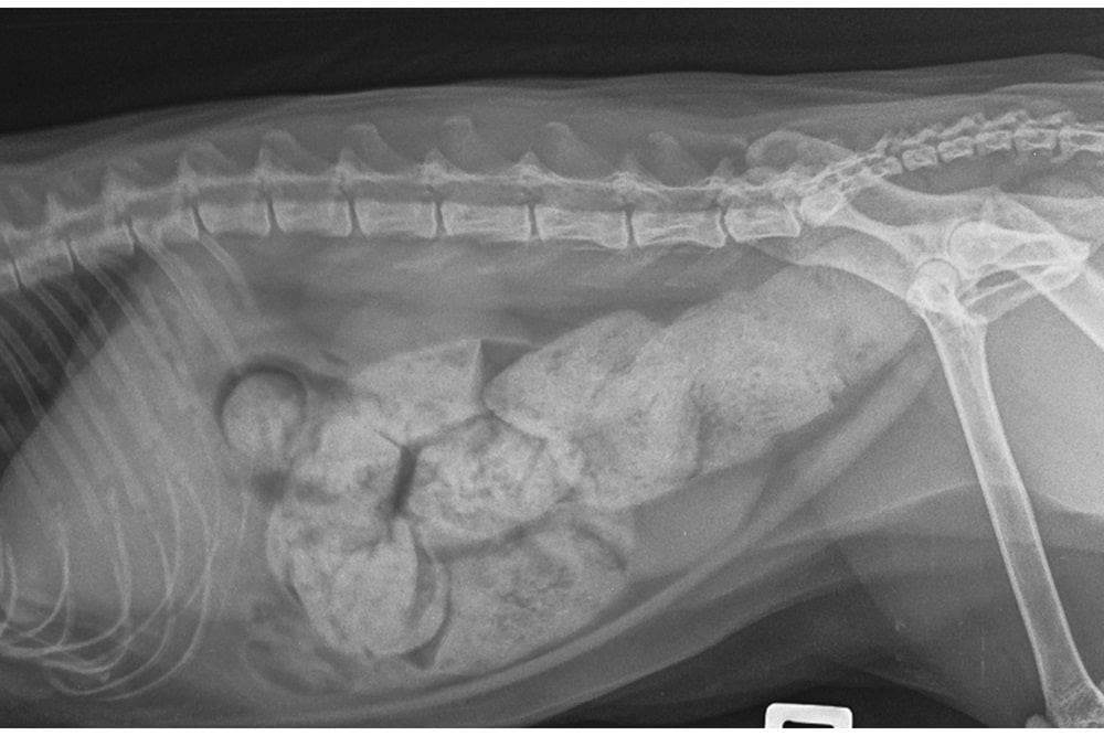 An X-ray image depicting cat constipation, a medical condition affecting feline digestive health.