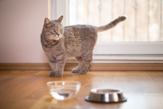 Urinary Tract Infection In Cats (Symptoms, Treatment & Recovery) - Cats.com - Diet For Cats With Chronic Uti