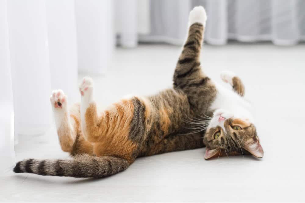 Calico cat in heat lying on her back