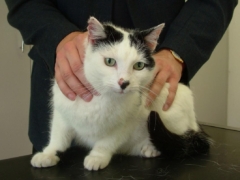 Inflammatory Bowel Disease (IBD) in Cats