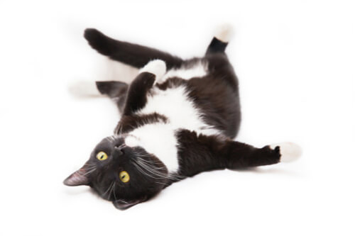 An image of a black and white cat displaying an air of grace and poise, highlighting its elegant coat pattern