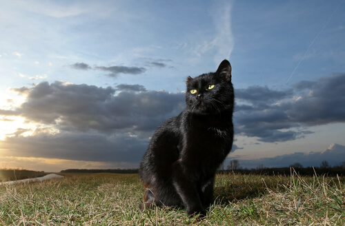 male black cat