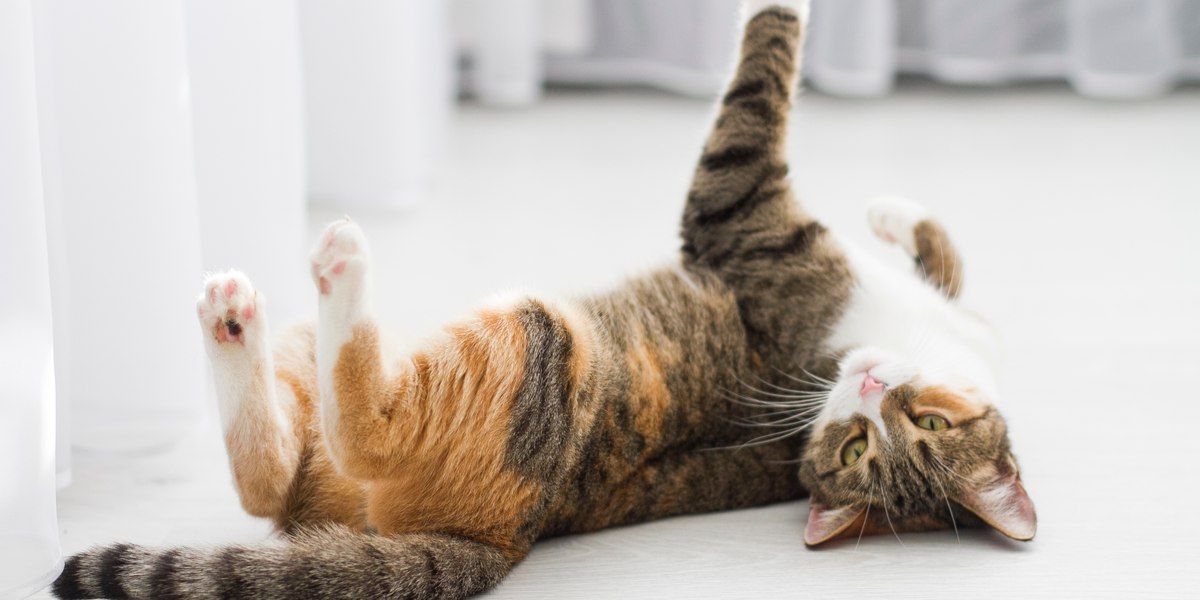 Cat in heat clearance not using litter box