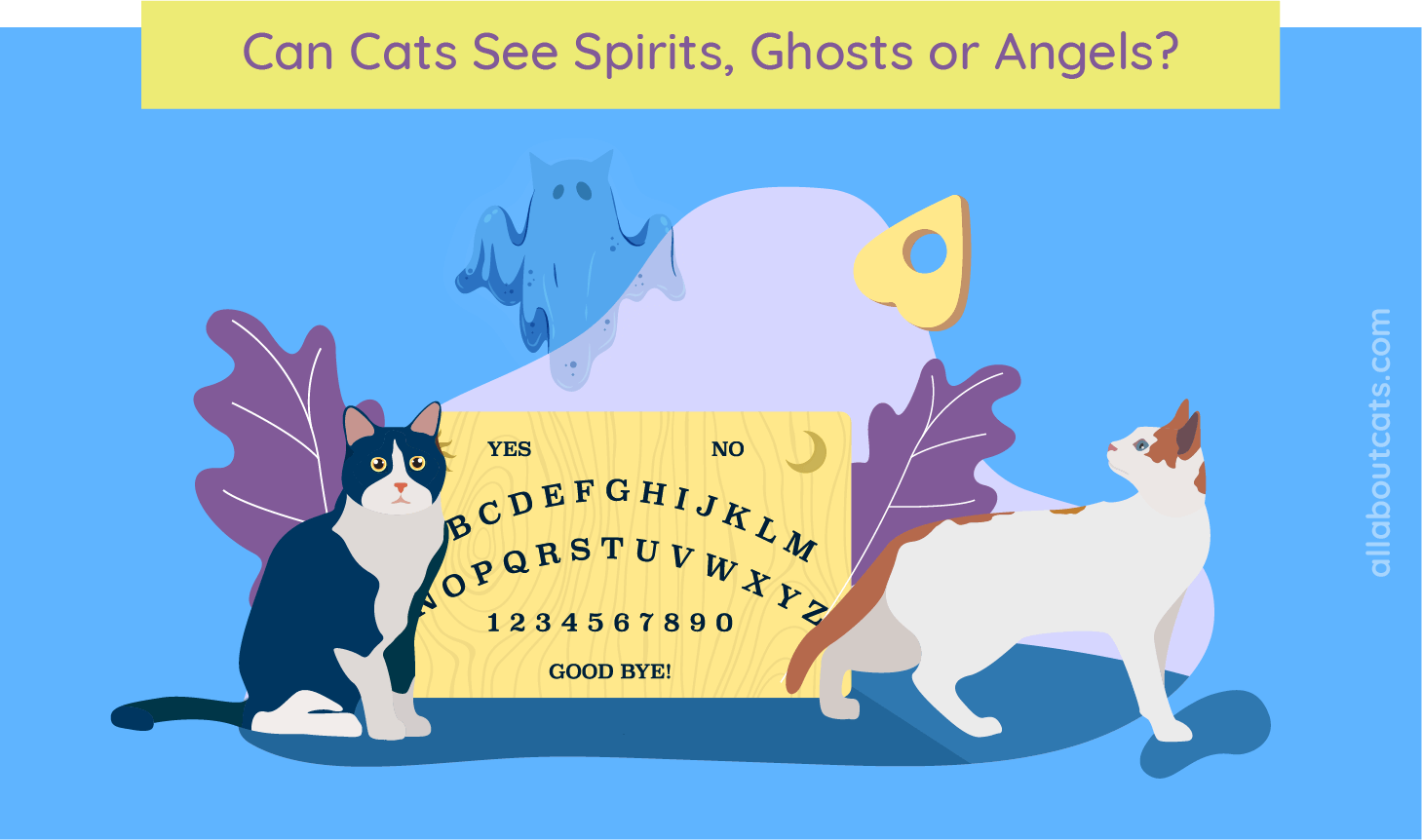 Can Cats See Spirits, Ghosts And Angels? 