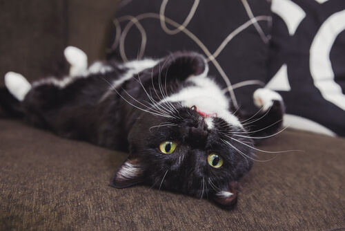 A cute photograph of a tuxedo cat, capturing its irresistible charm and unique black and white coat pattern.