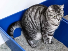 jimmy using cat litter box