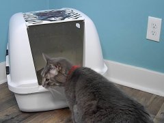 Litter Box for large cats