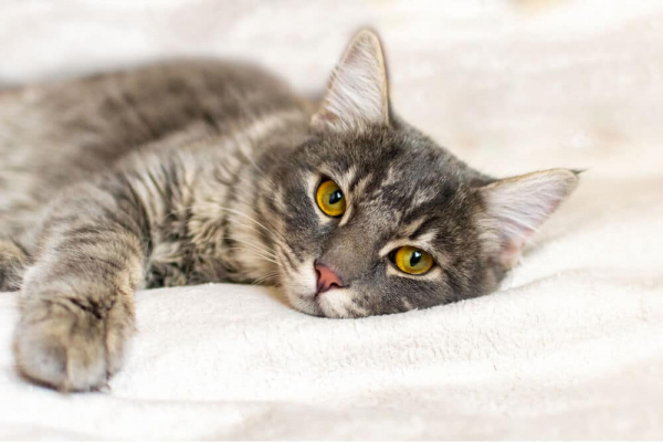 Feline Leukemia Virus: Pete Wedderburn DVM - Cats.com