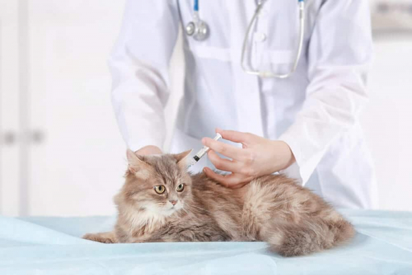 Picture of Feline Leukemia Virus: Pete Wedderburn DVM - Cats.com