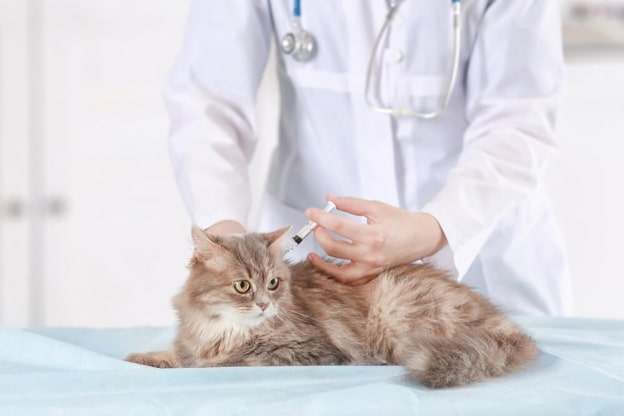 Feline Leukemia Virus: Pete Wedderburn DVM - Cats.com