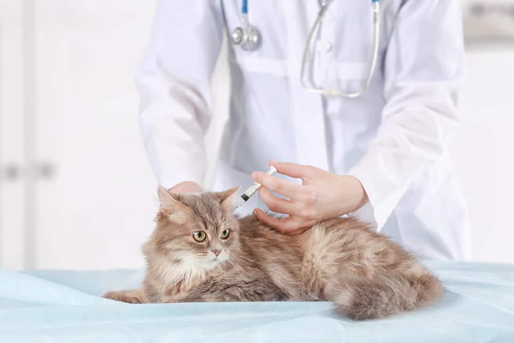 Feline Leukemia Vaccine