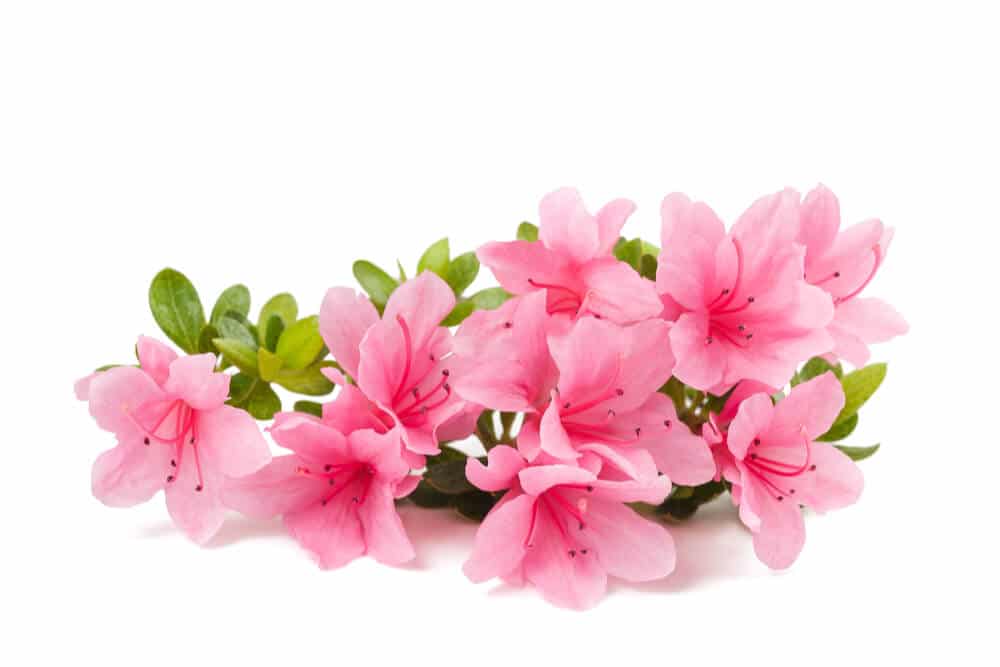 Bundle of pink azaeleas is toxic to cats