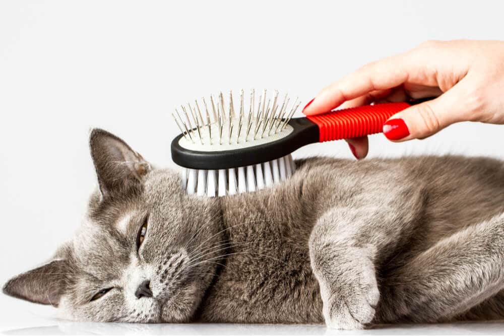 Gato relajado siendo cepillado para evitar bolas de pelo