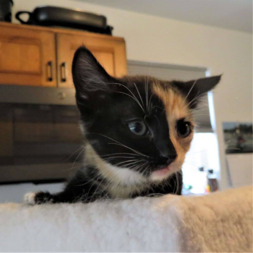 Calico kitten at Kitty Mom's Rescue