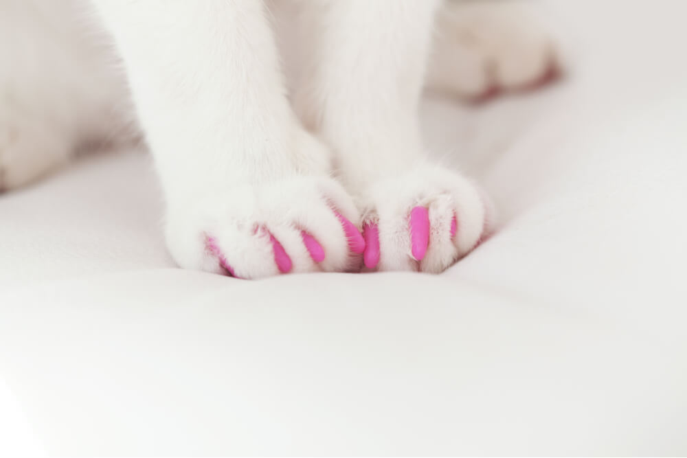 White cat paws with pink claw caps alternative to declawing cats