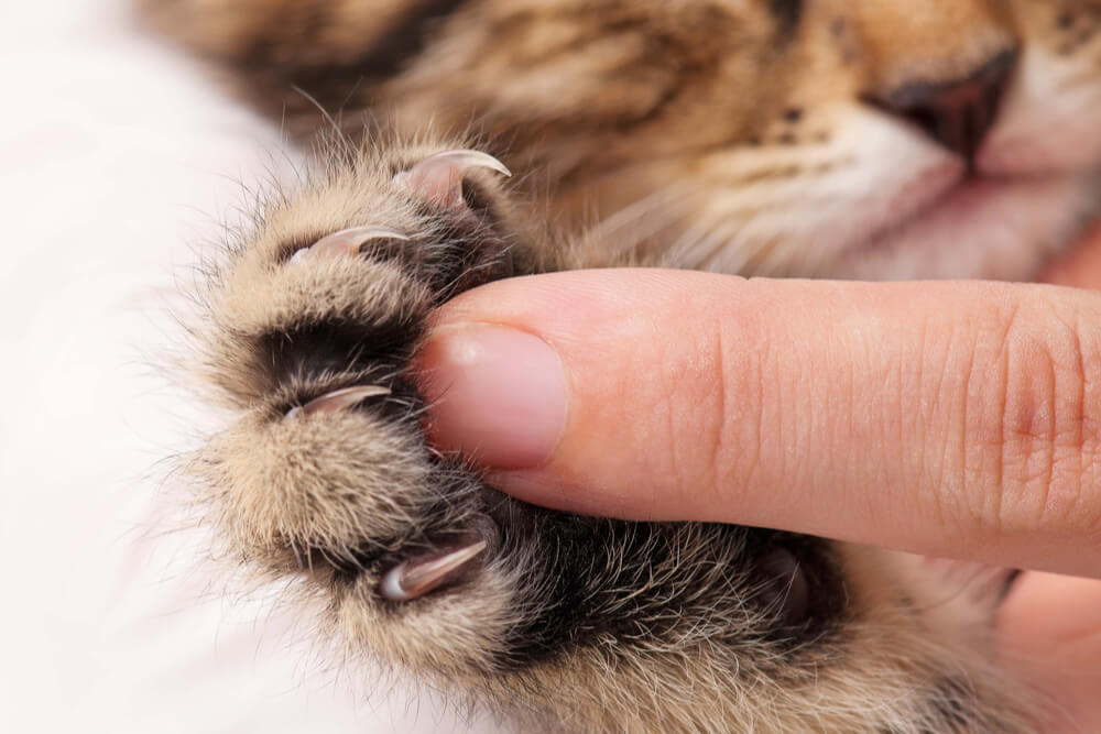Close up of a kitten's paw with a human finger for contrast